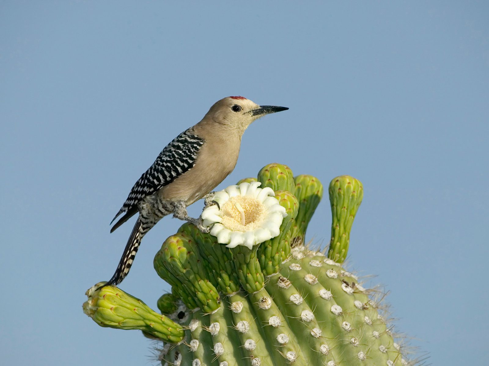 Animals part 2 z 3 - Gila Woodpecker.jpg