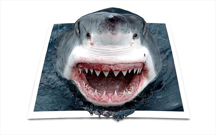 TAPETY 4D - 0001 00shark.jpg