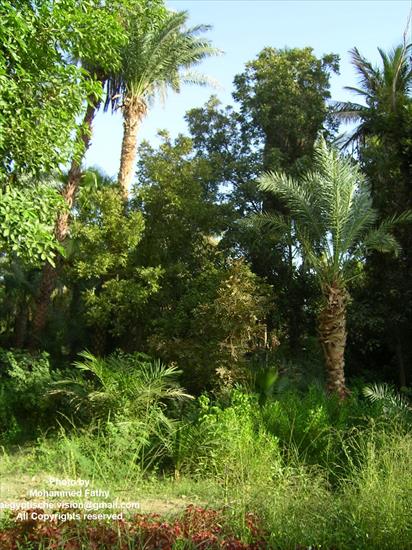 Przyroda - Przyroda w Aswan 332.jpg