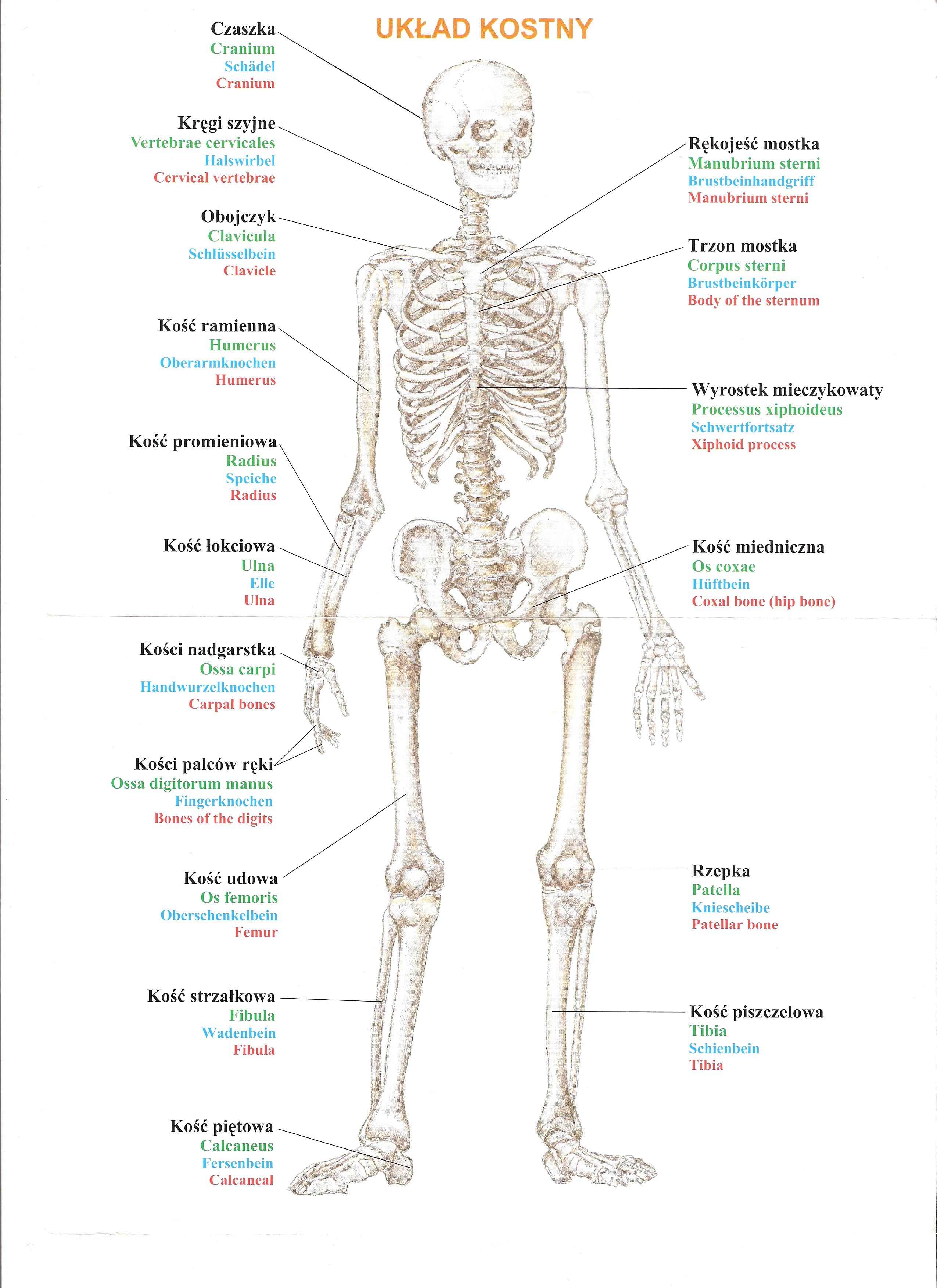 Atlas anatomiczny - PLAKATY Układ Kostny Przód.jpg