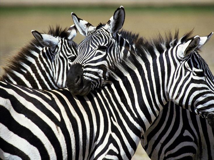 zwierzęta - Zebras.jpg