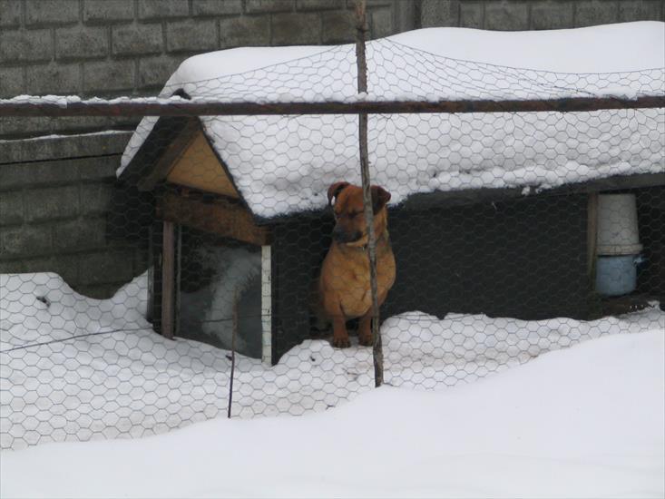 Buda dla psa z oknem - IMG_0048.jpg